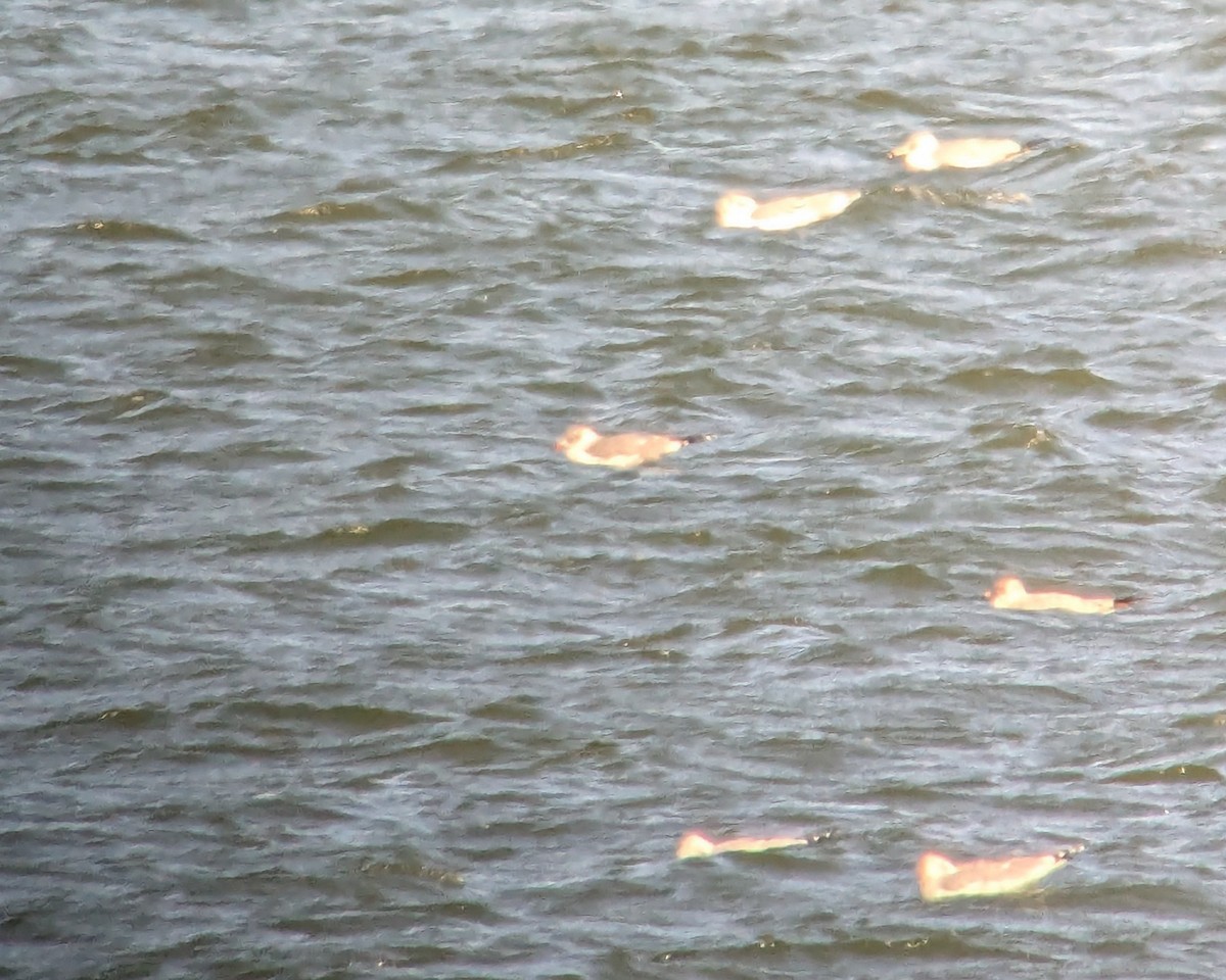 Мартиновий sp. - ML645898661