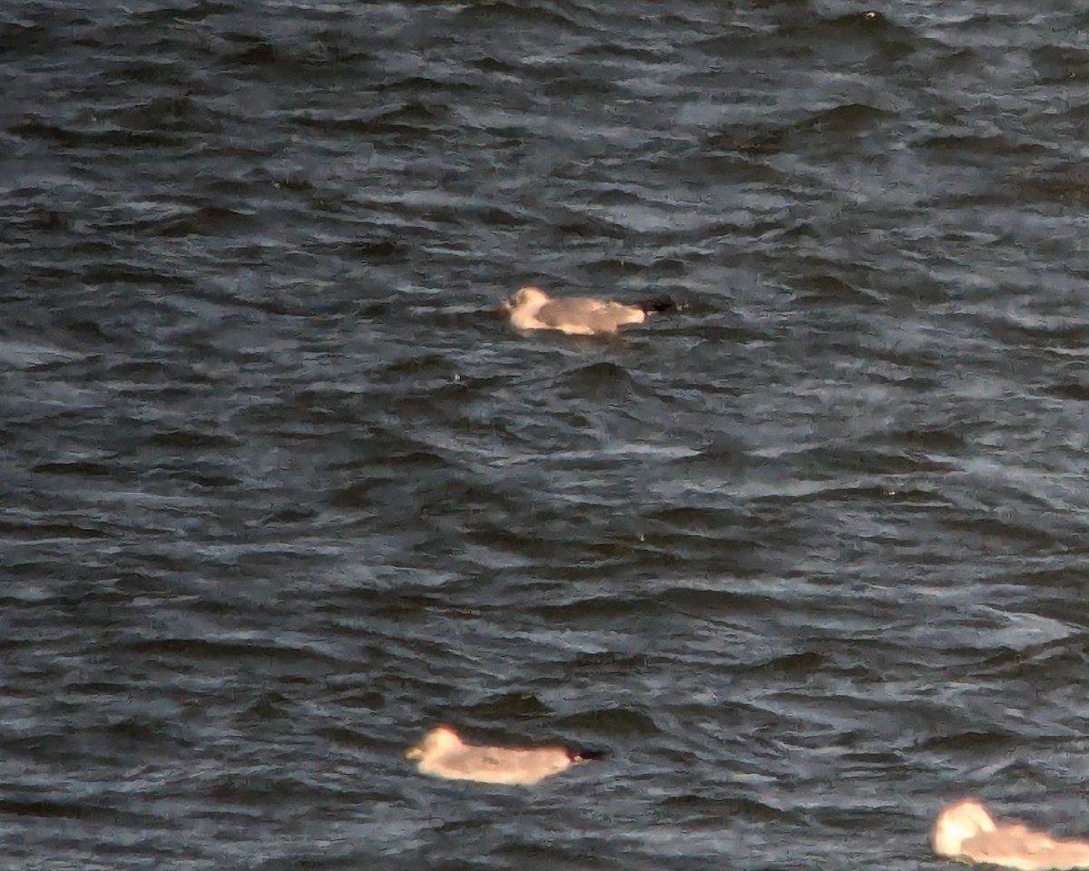 Мартиновий sp. - ML645898662