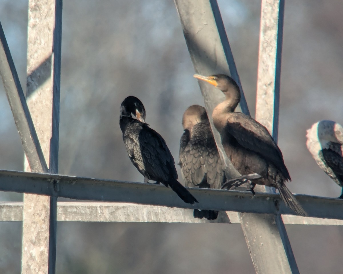Neotropic Cormorant - ML645898667