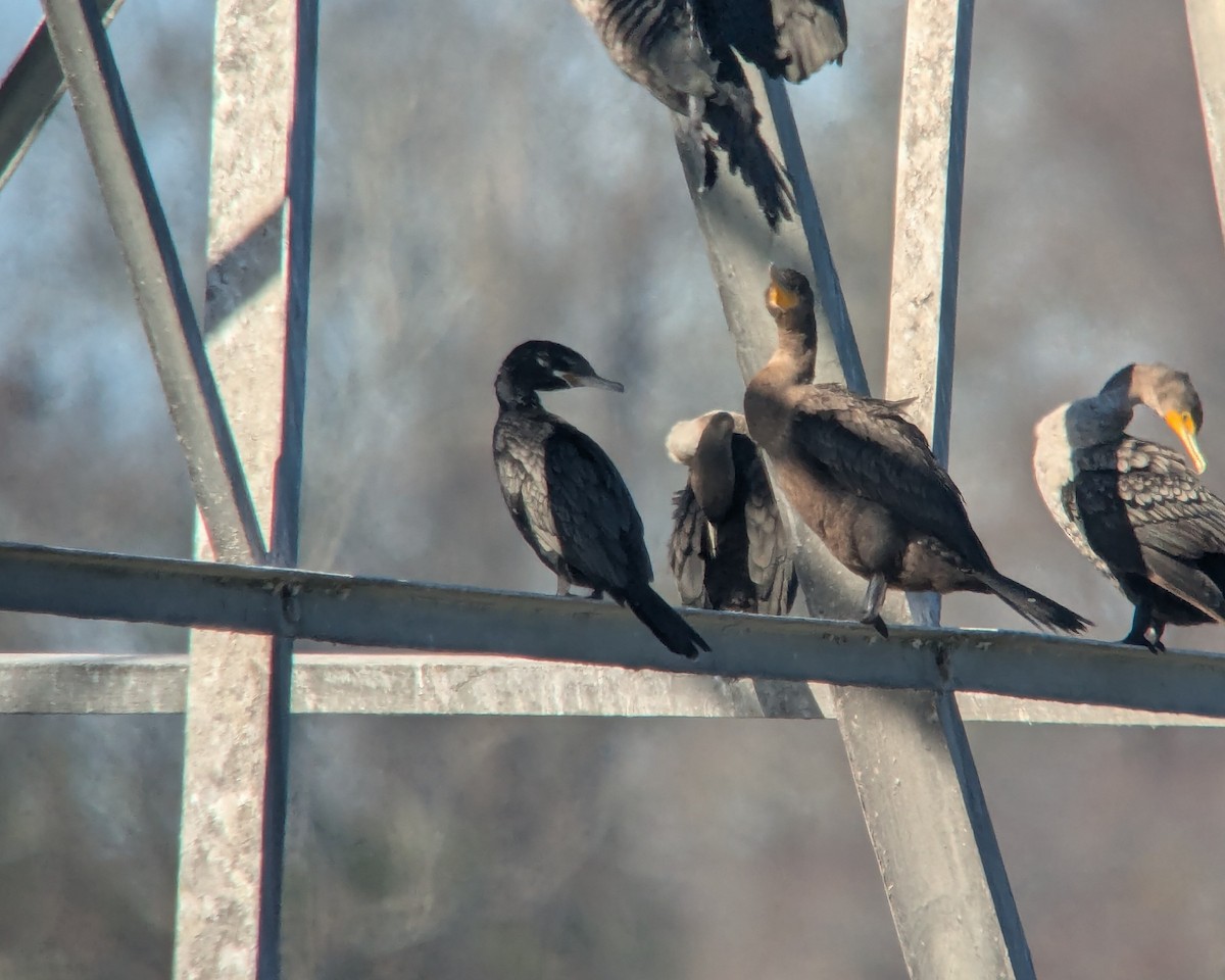 Neotropic Cormorant - ML645898668