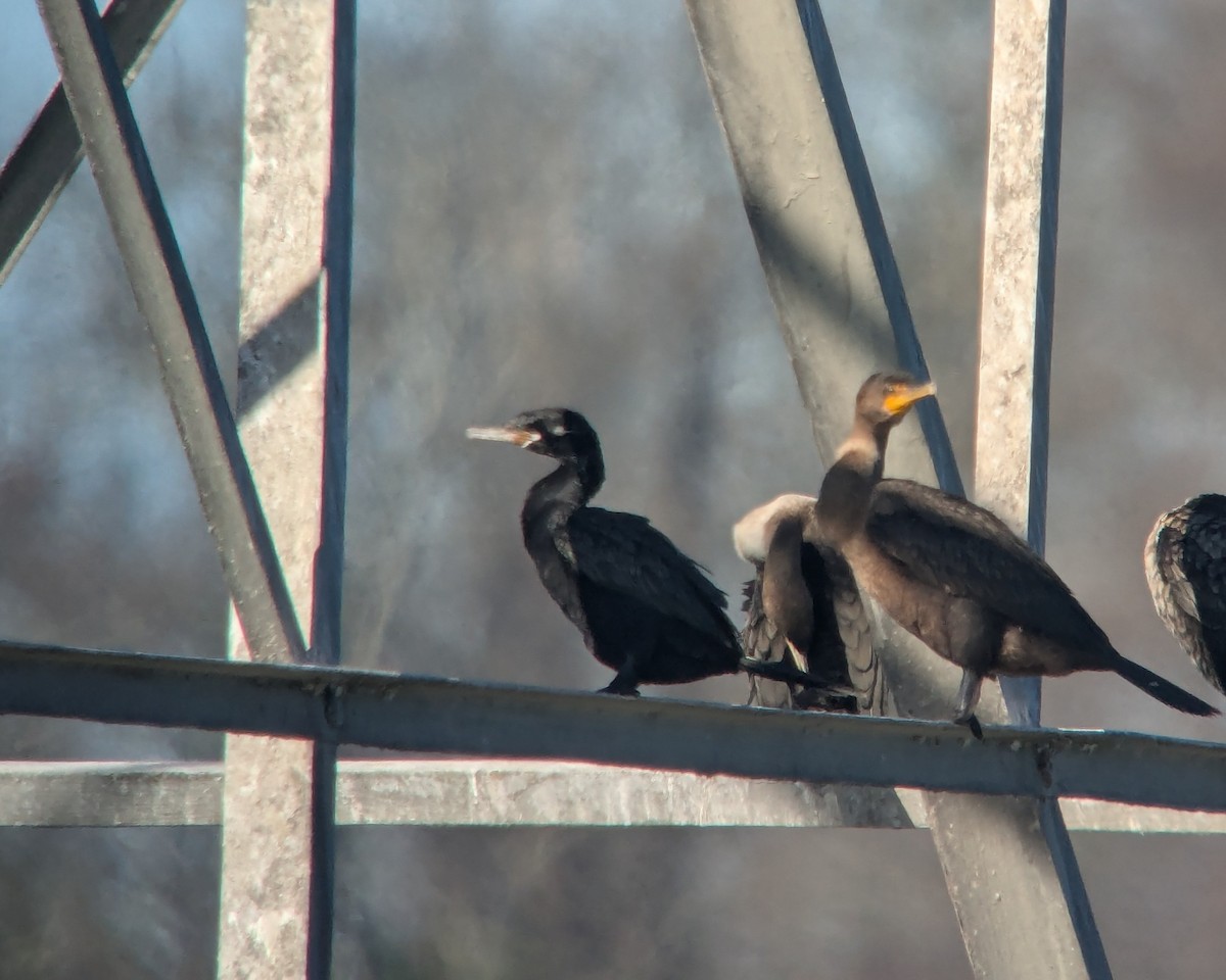 Neotropic Cormorant - ML645898669
