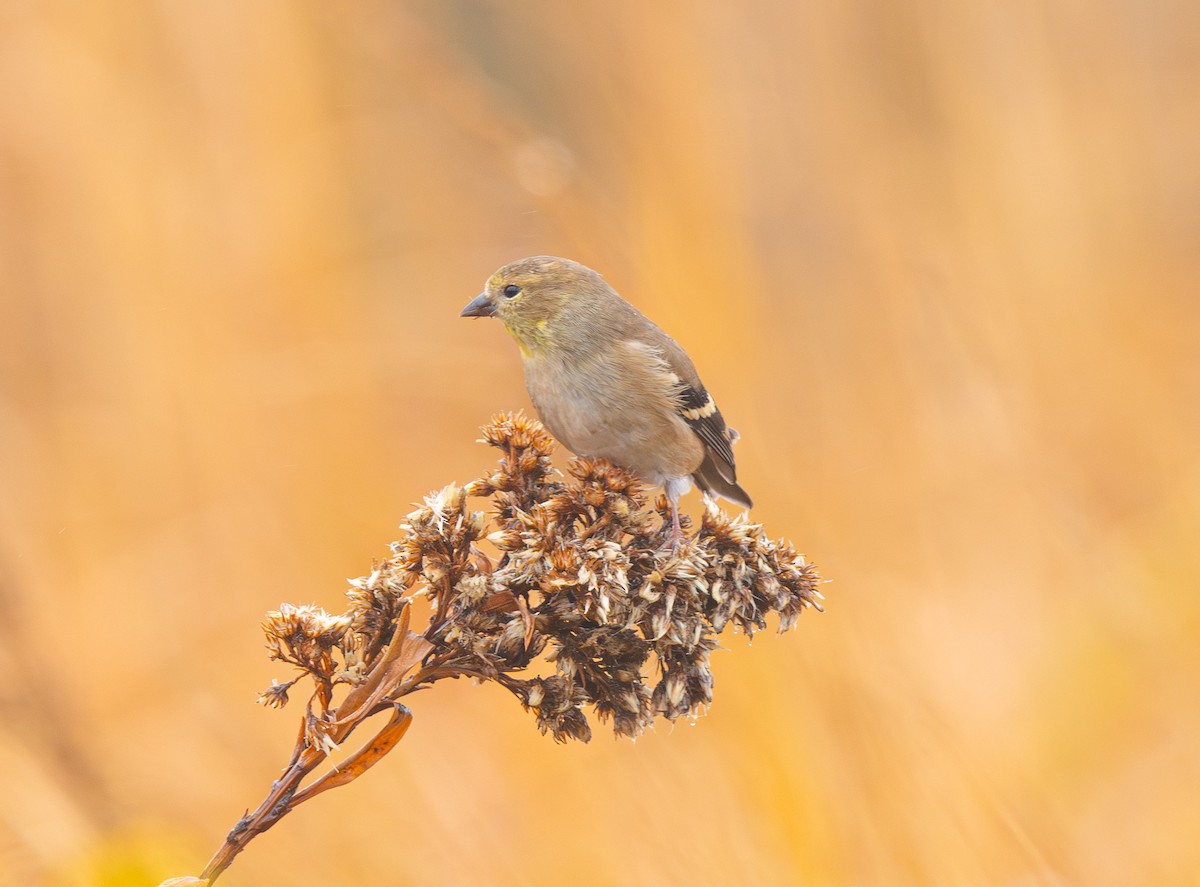American Goldfinch - ML645898674