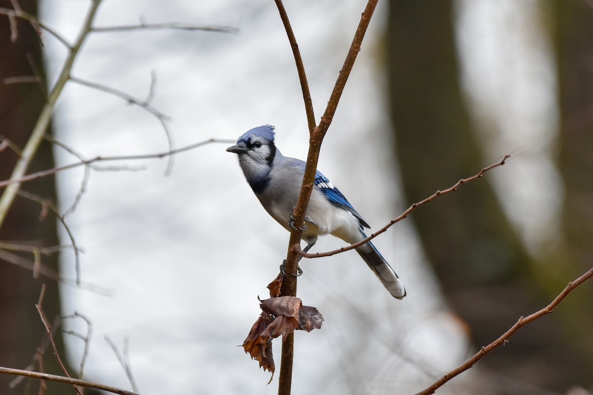 Blue Jay - ML645898676