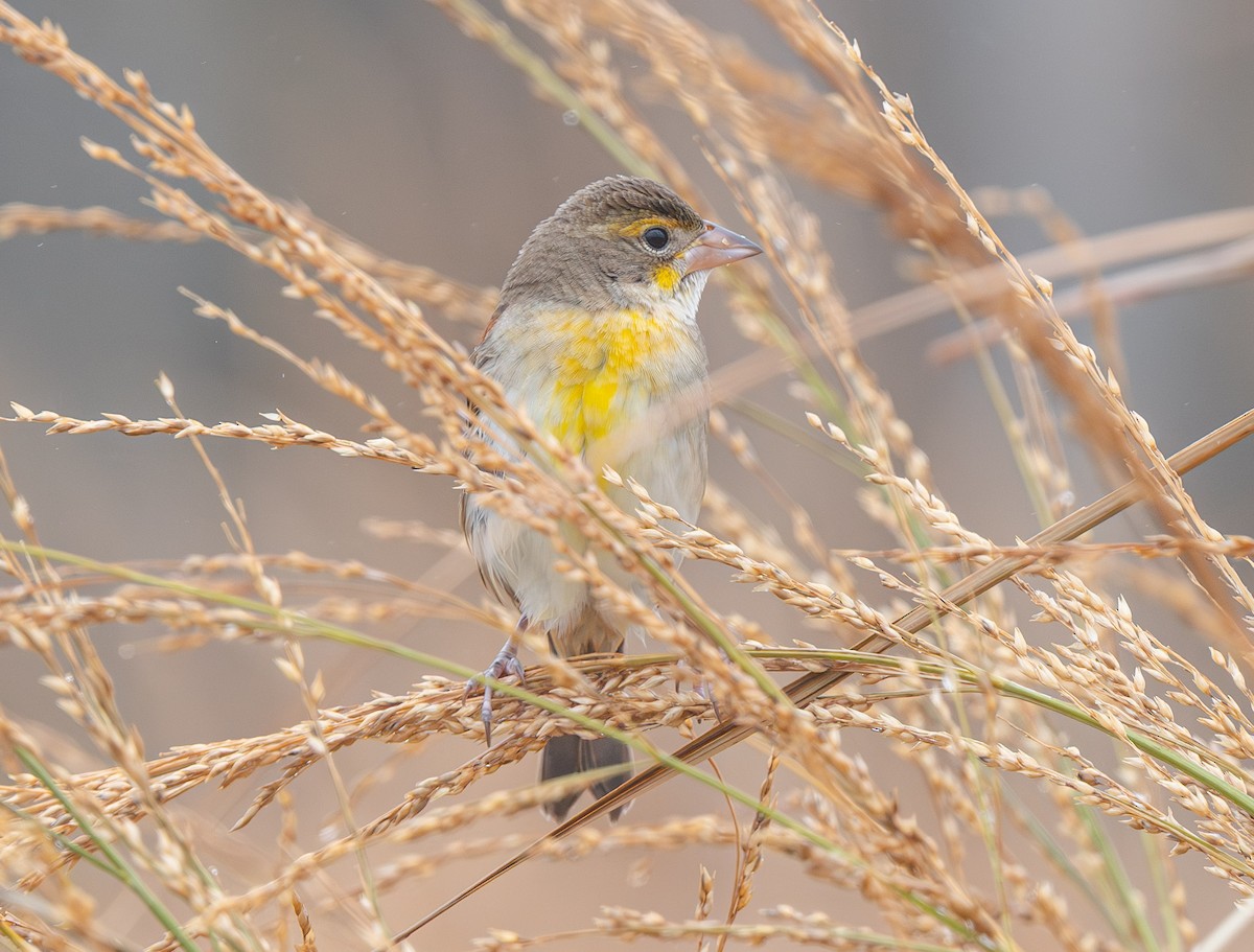 Dickcissel - ML645898677