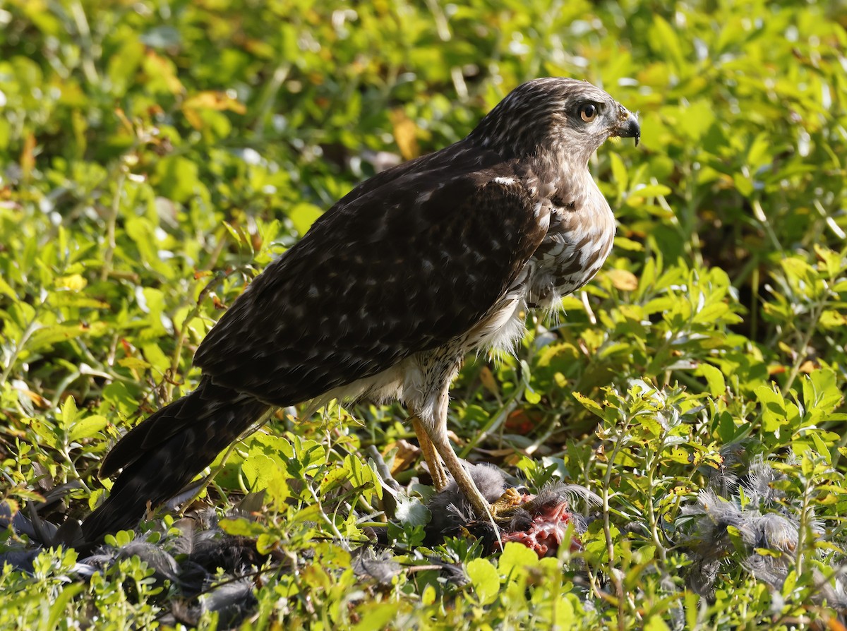 דורס יום בלתי-מזוהה (עקב) - ML645898722