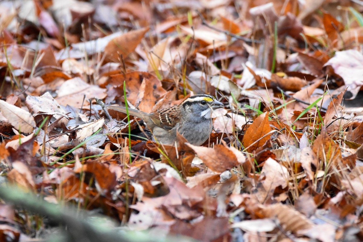 White-throated Sparrow - ML645898727