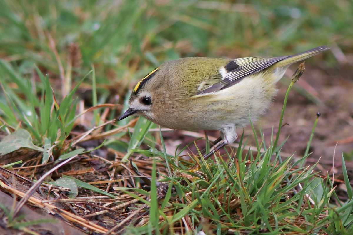 Goldcrest - ML645898731