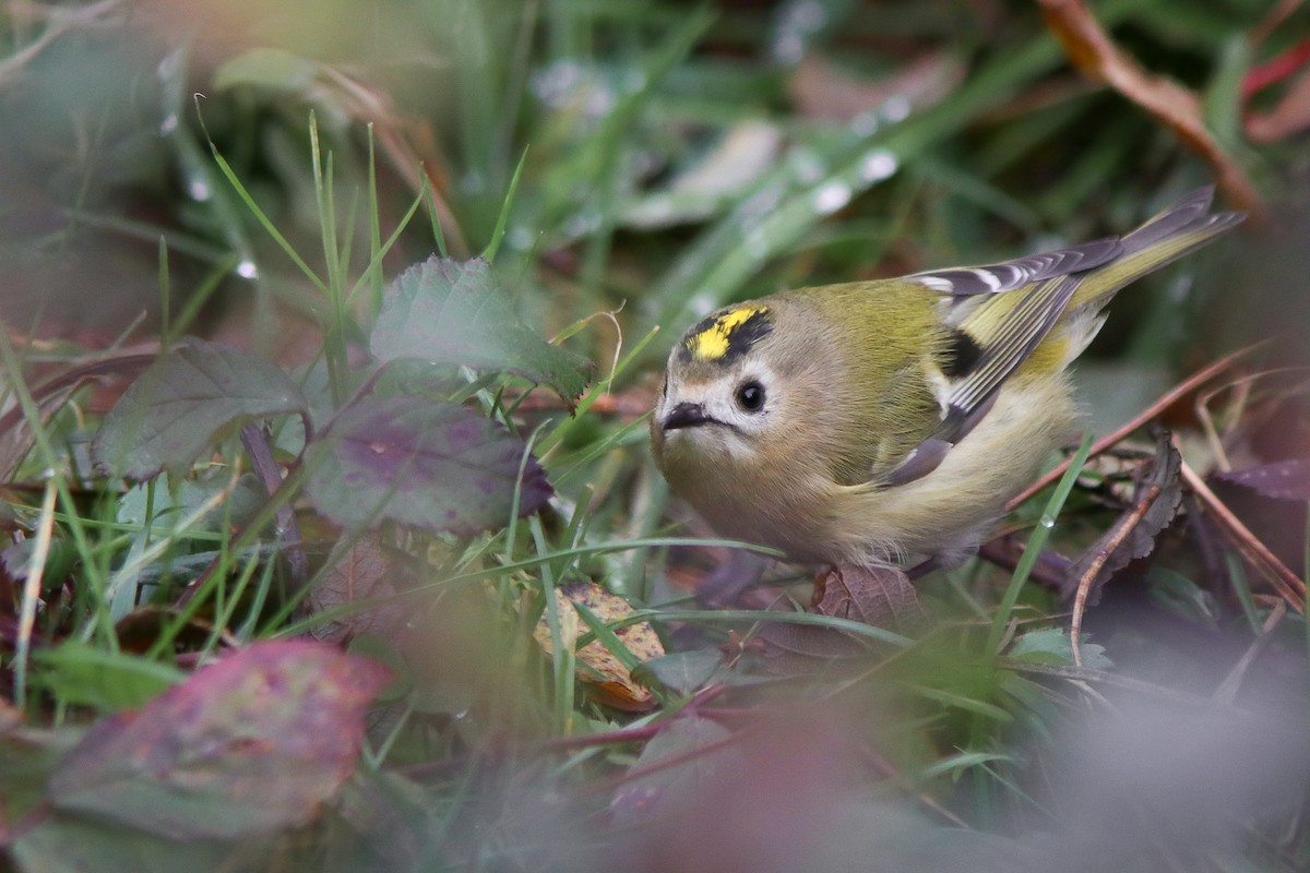 Goldcrest - ML645898732