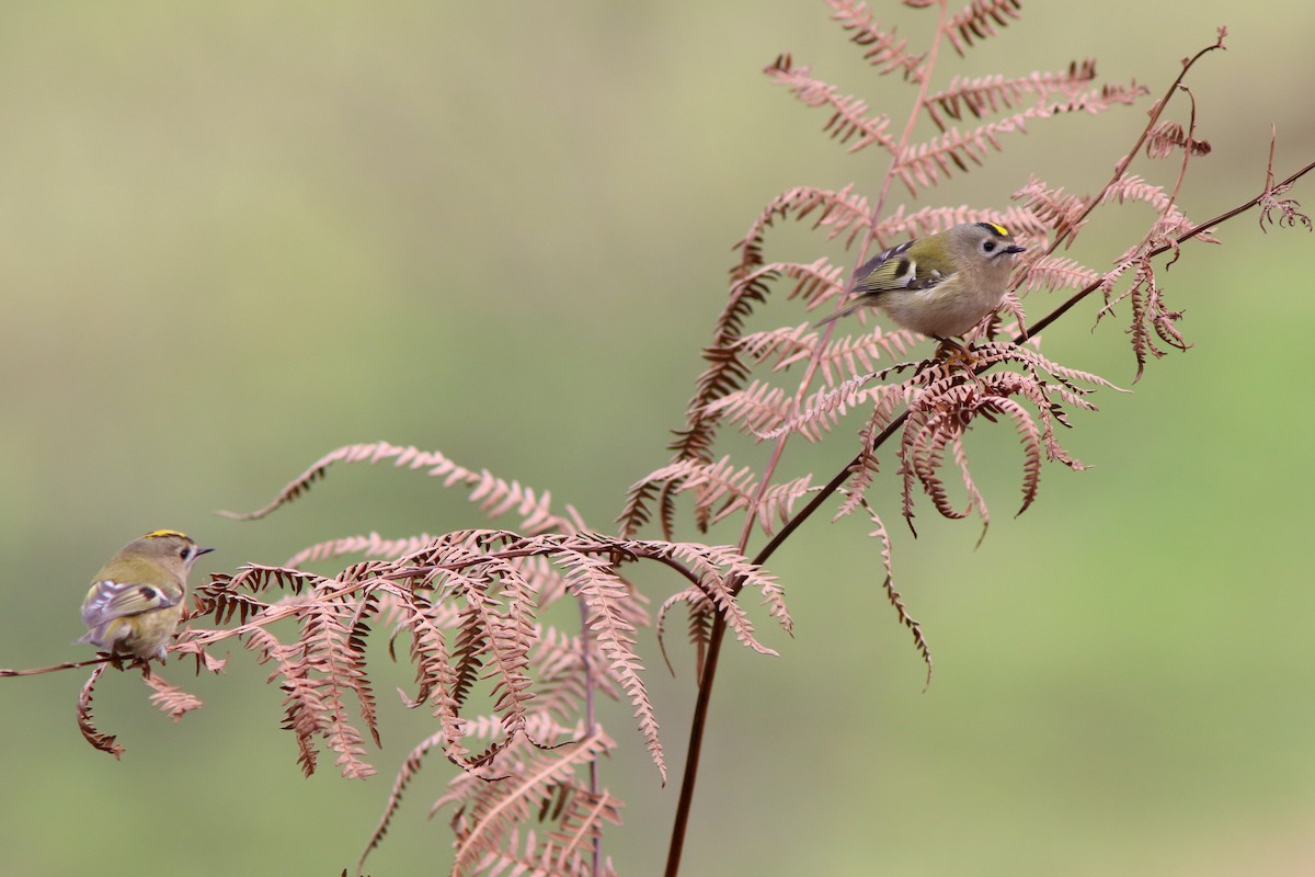 Goldcrest - ML645898733