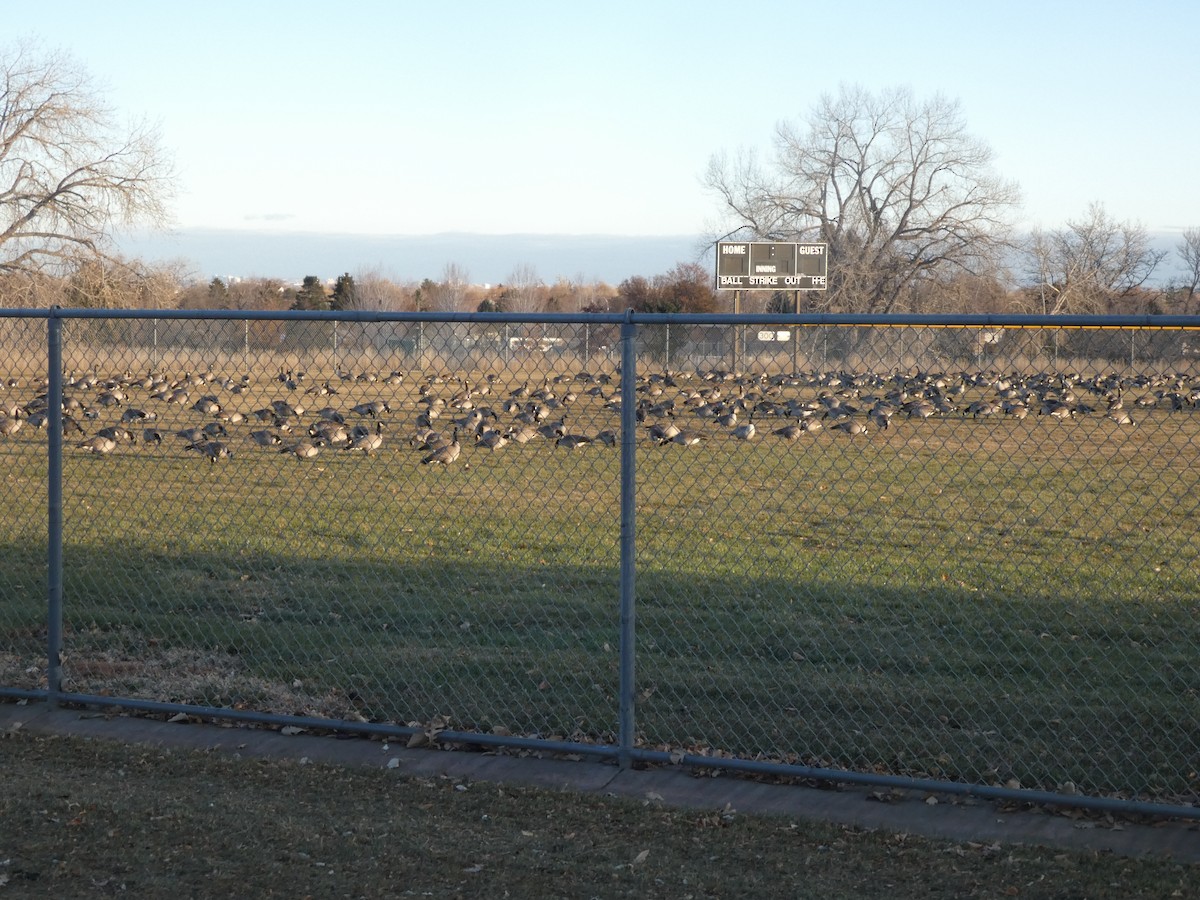 Canada Goose - ML645898742