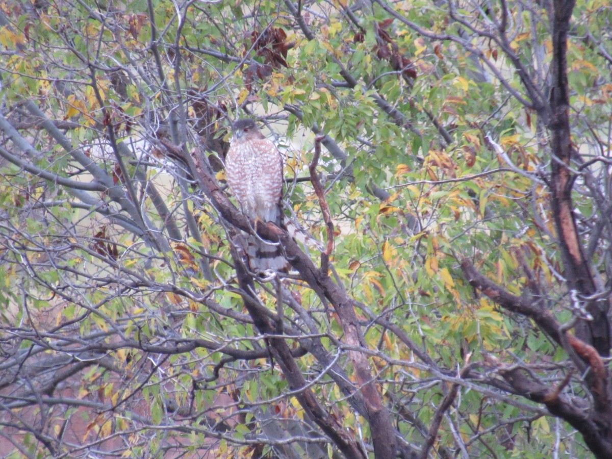 Cooper's Hawk - ML645898756