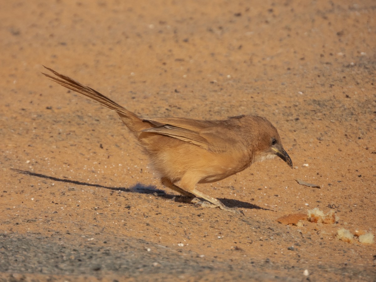 Fulvous Chatterer - ML645898758