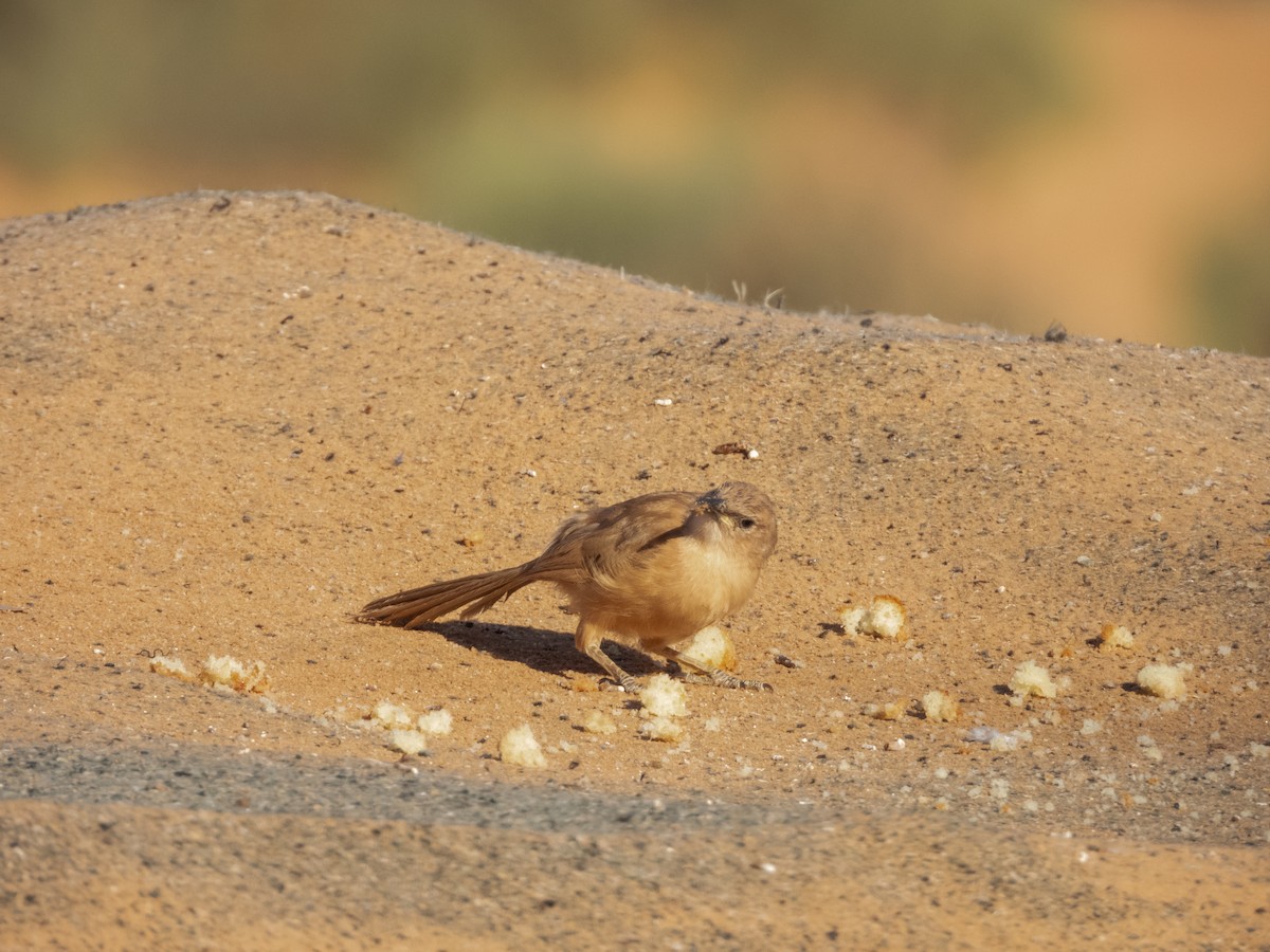 Fulvous Chatterer - ML645898759