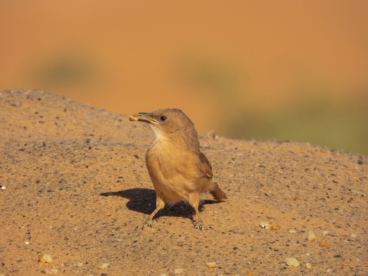 Fulvous Chatterer - ML645898760