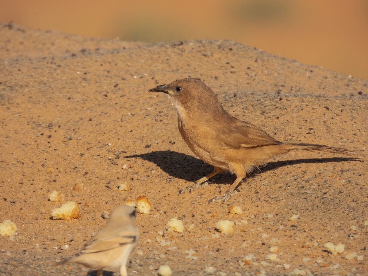 Fulvous Chatterer - ML645898761