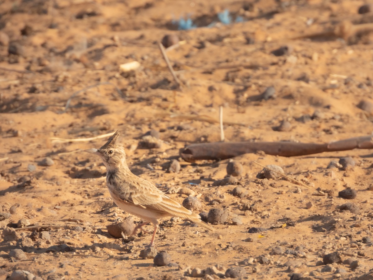 Haubenlerche (Maghreblerche) - ML645898762