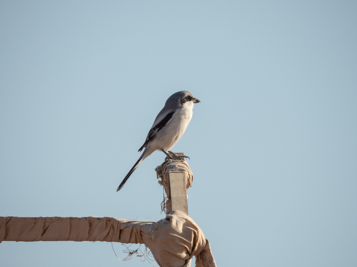 Great Gray Shrike (Sahara) - ML645898770