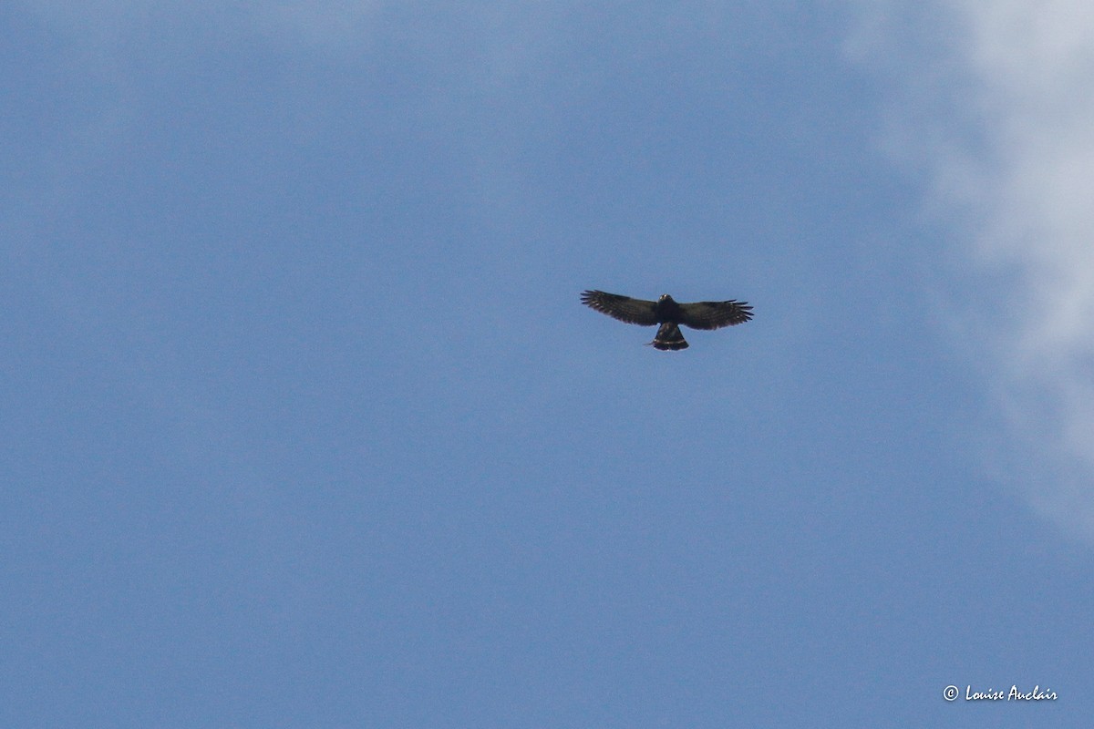 White-rumped Hawk - ML645898782