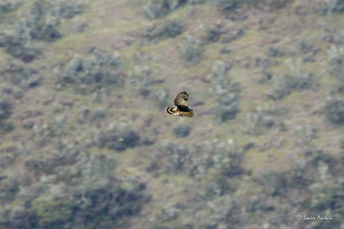 White-rumped Hawk - ML645898783