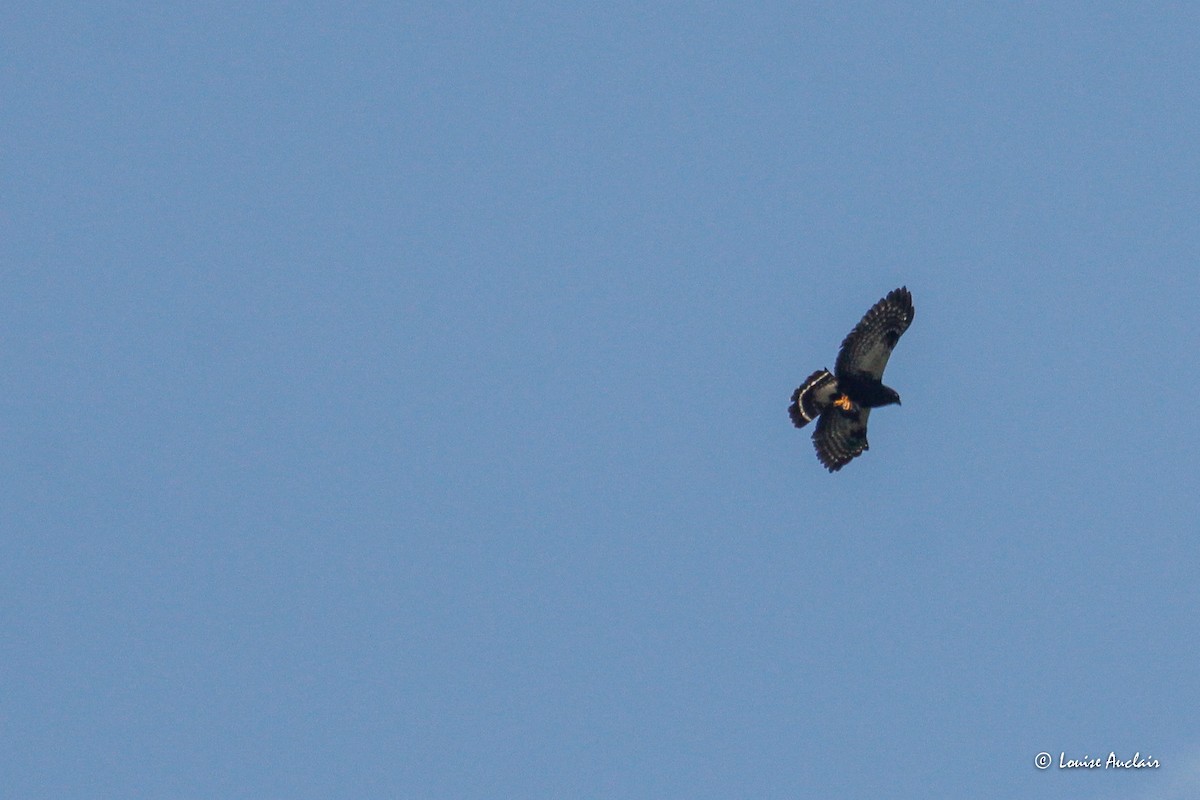 White-rumped Hawk - ML645898784