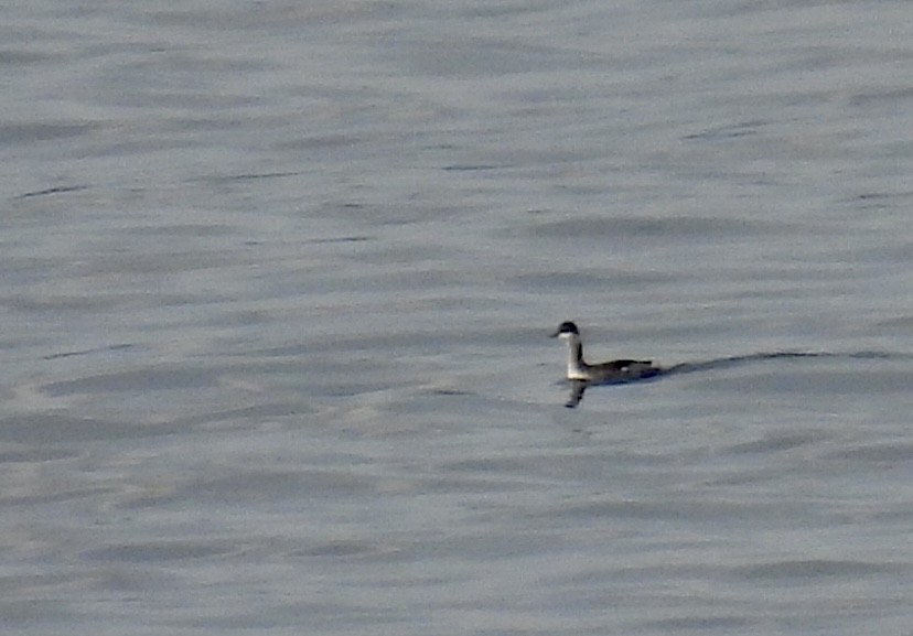 Eared Grebe - ML645898799