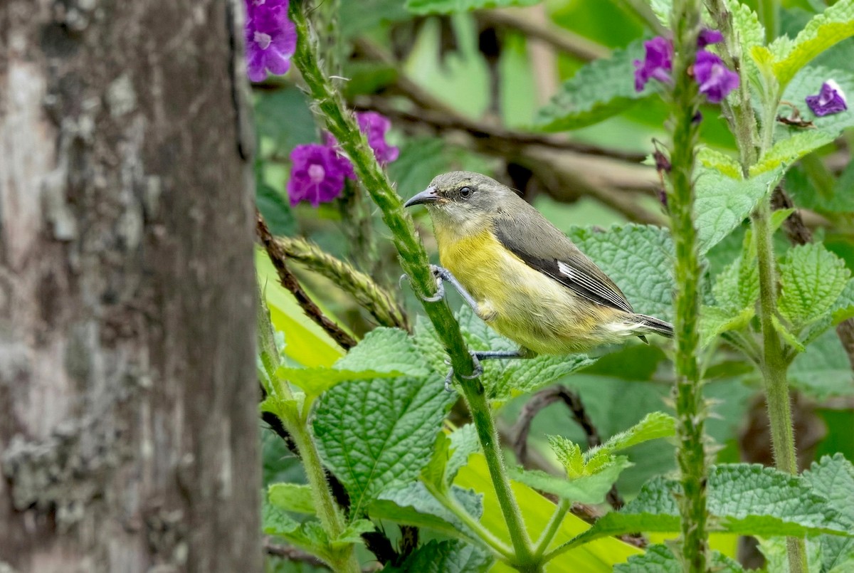 Bananaquit - ML645898800
