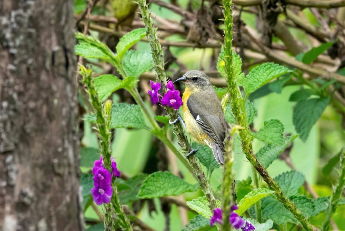 Bananaquit - ML645898801