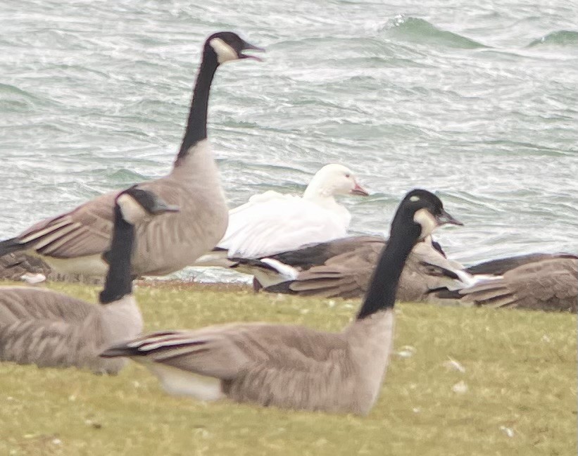 husa sněžní - ML645898810