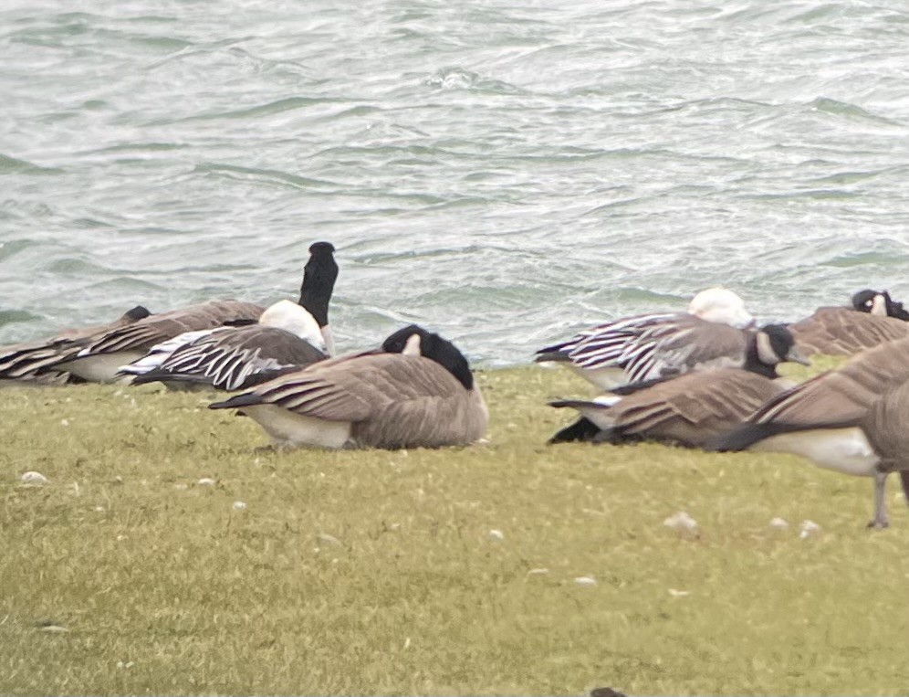 husa sněžní - ML645898811