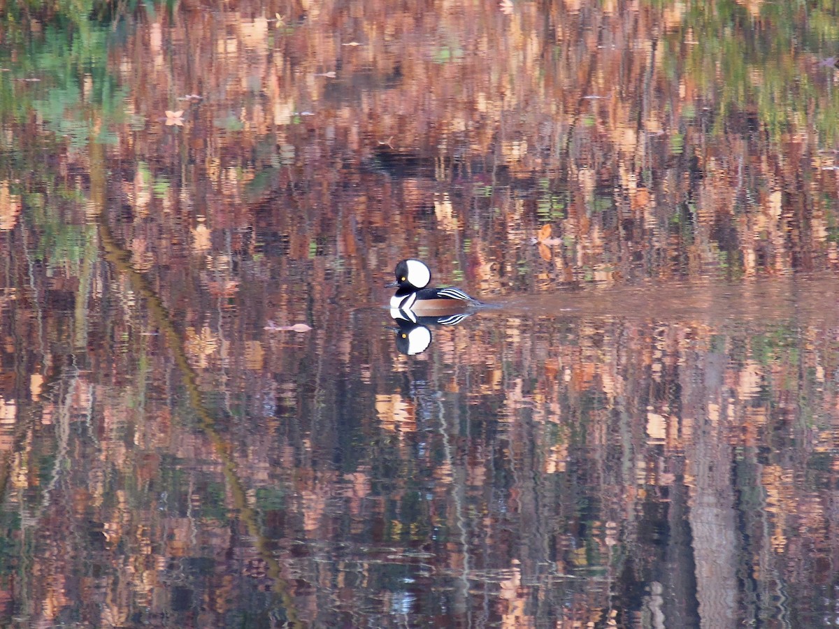 Hooded Merganser - ML645898819