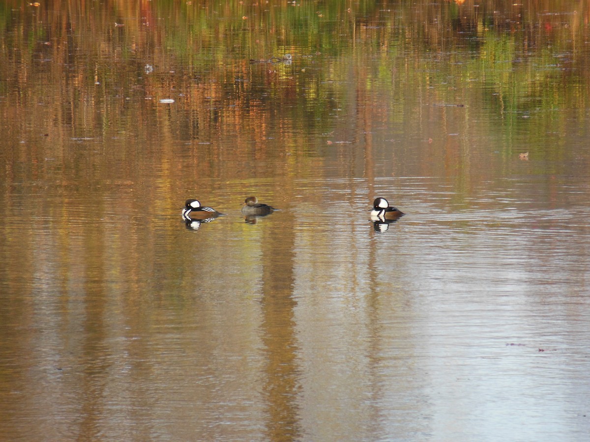 Hooded Merganser - ML645898820