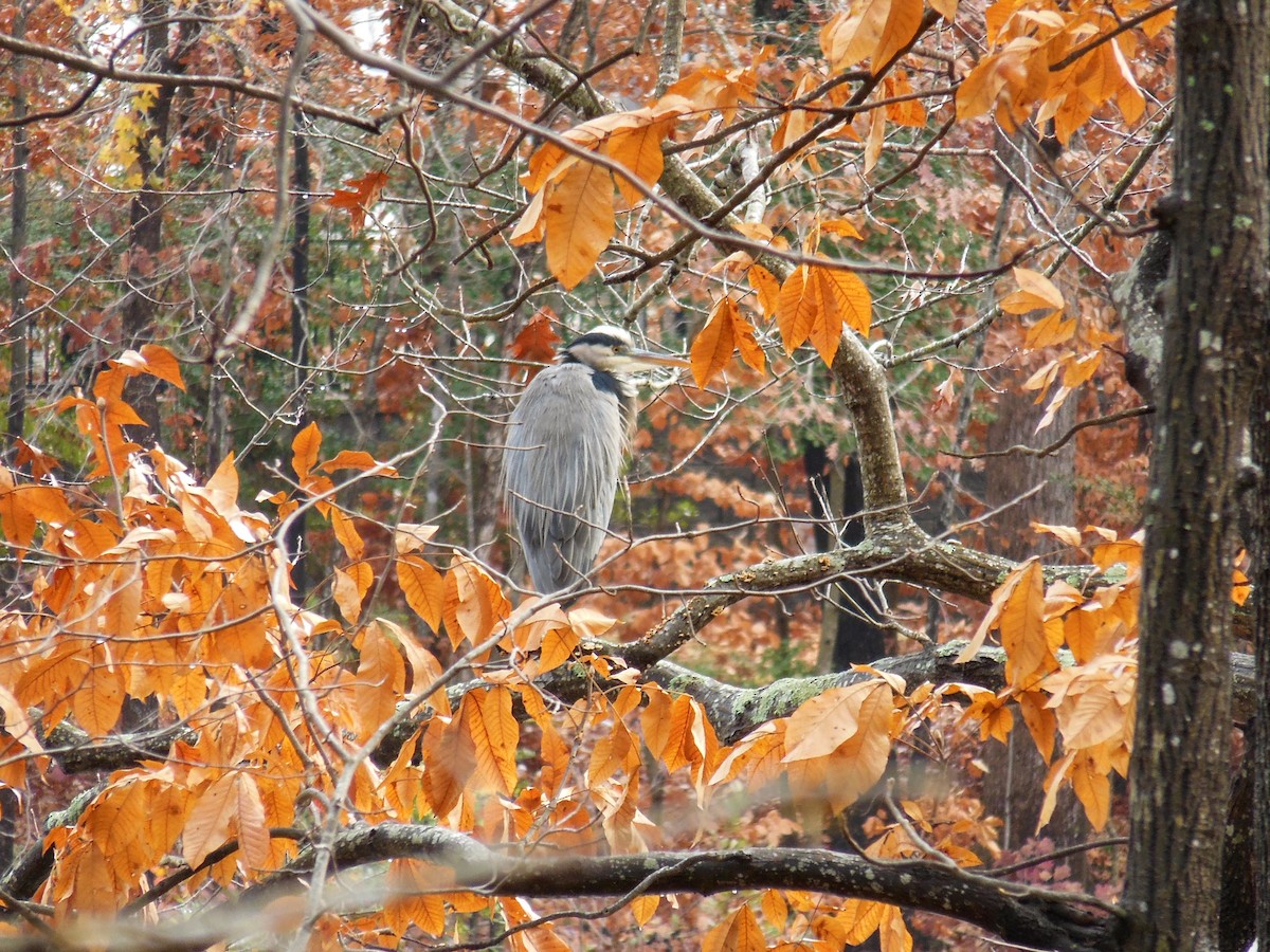 Great Blue Heron - ML645898830