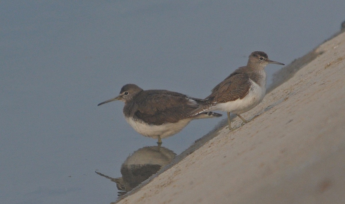 イソシギ - ML645898839