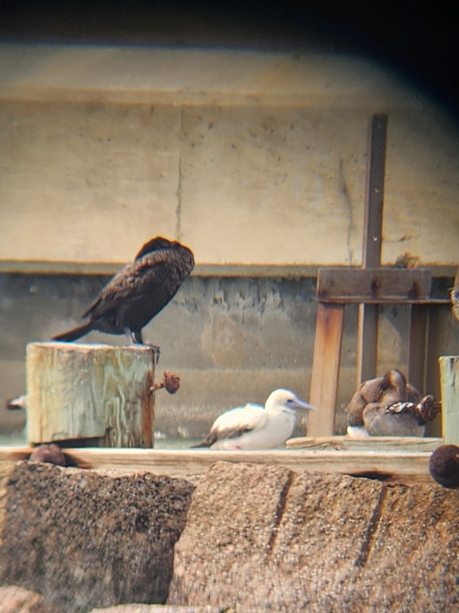 Red-footed Booby - ML645898842