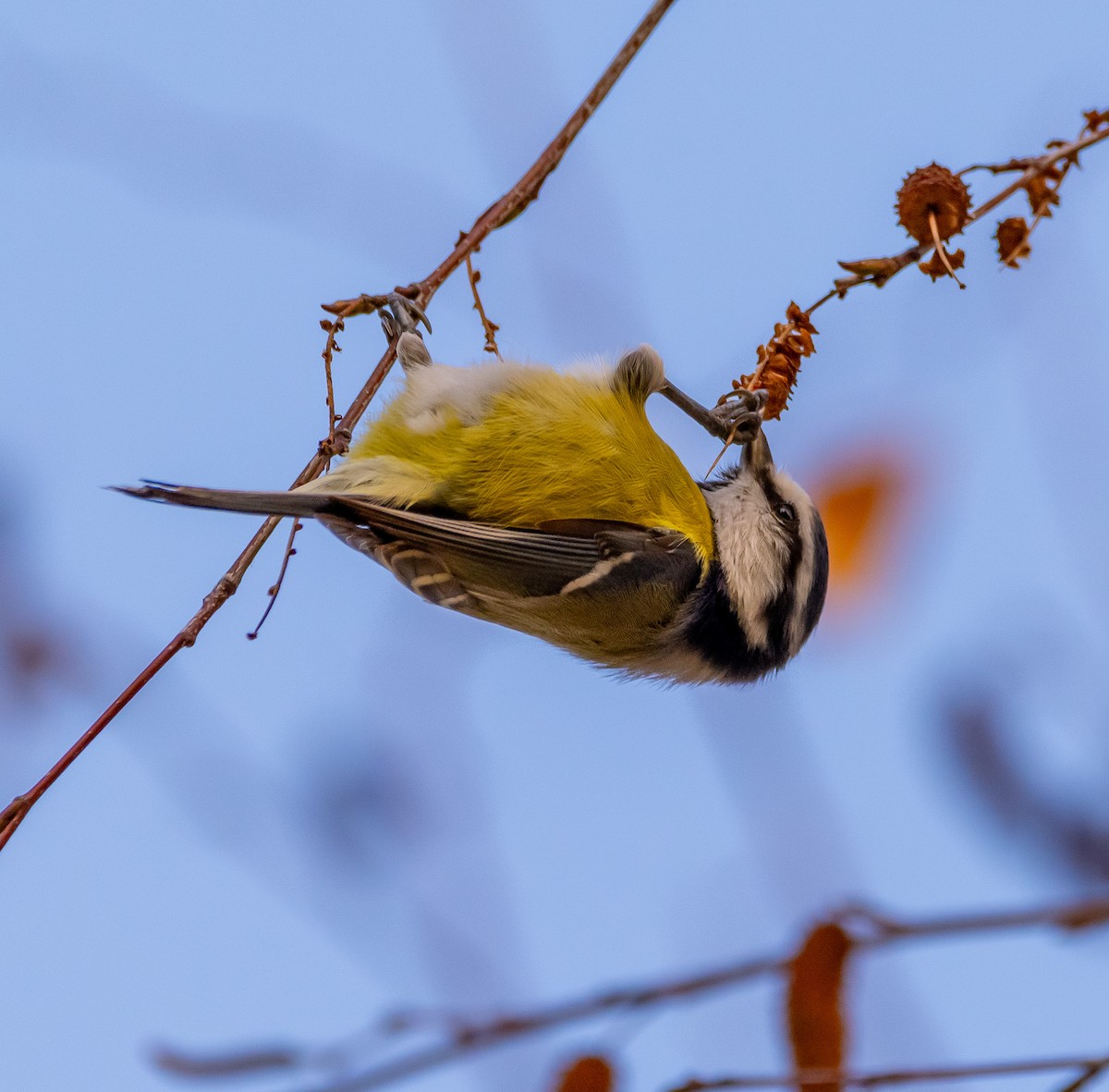 sýkora modřinka - ML645898853