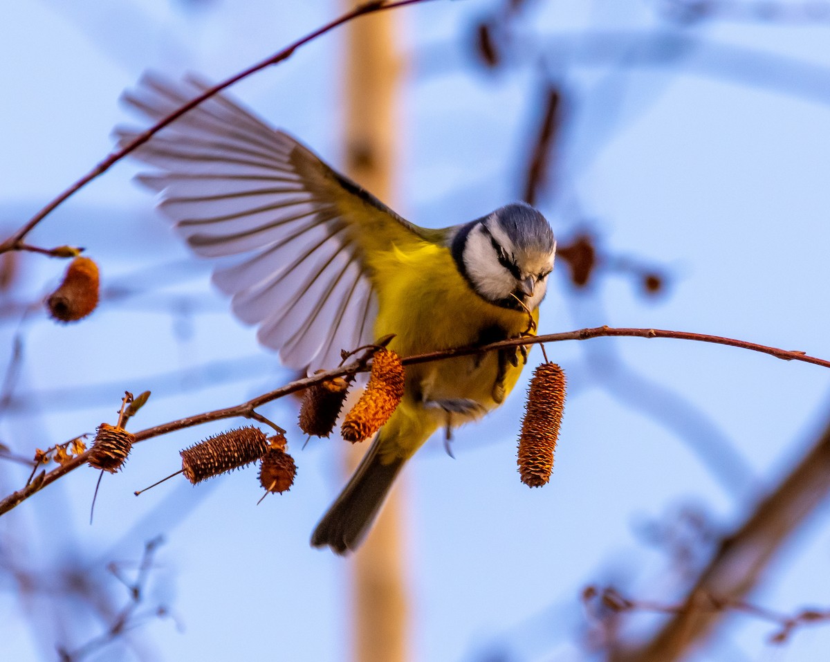 sýkora modřinka - ML645898854