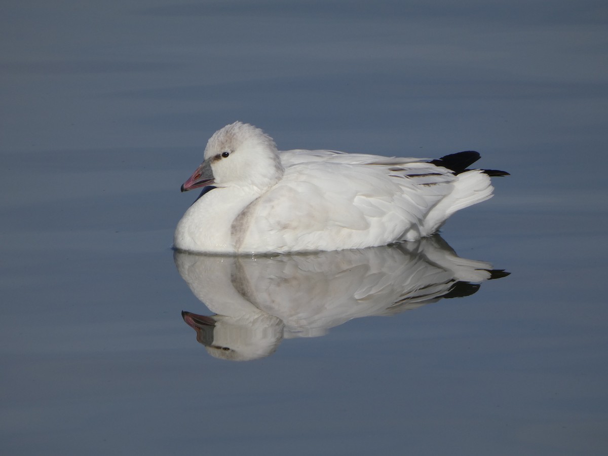 Ross's Goose - ML645898860
