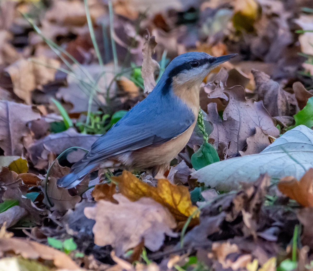 Garrapo eurasiarra - ML645898861