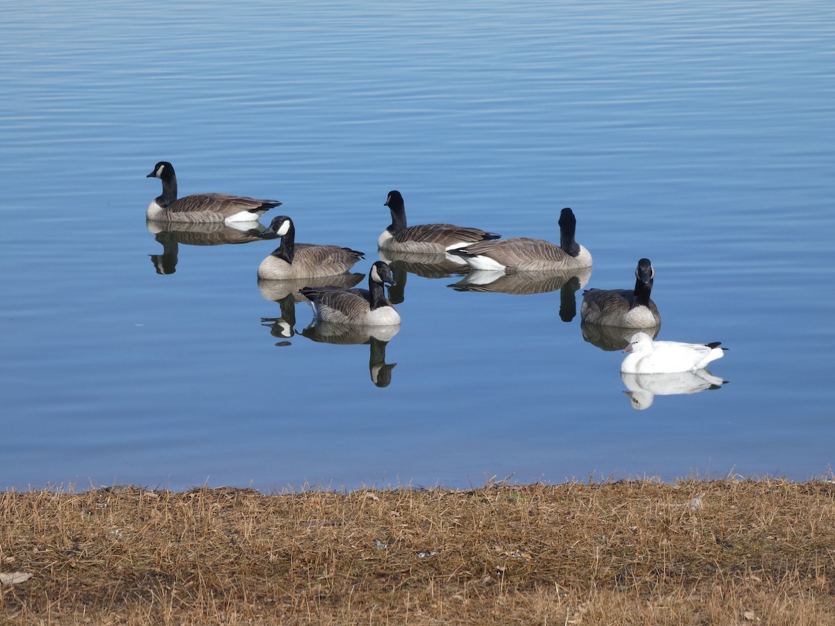Ross's Goose - ML645898864