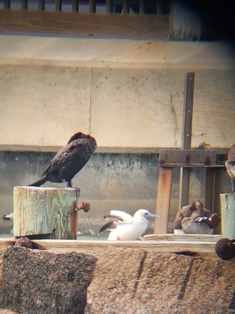 Red-footed Booby - ML645898873