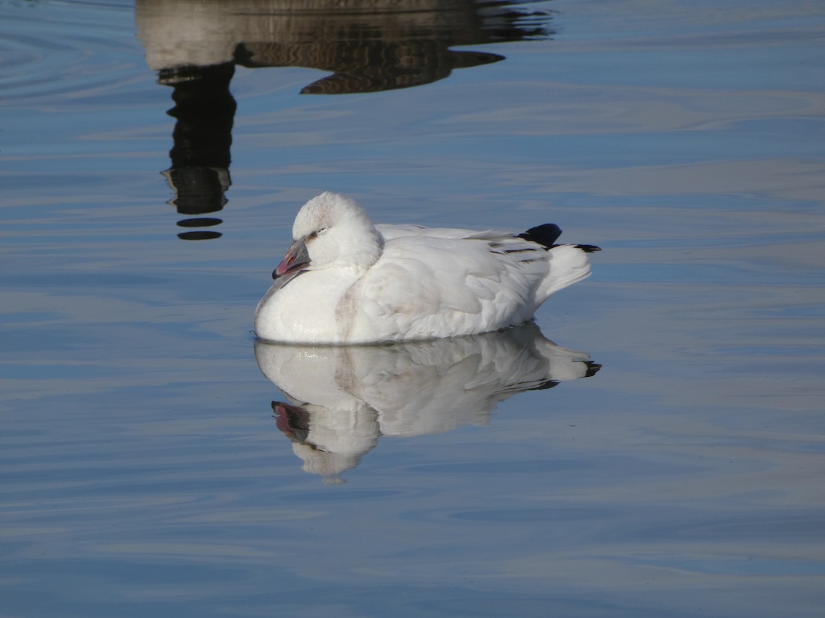 Ross's Goose - ML645898887