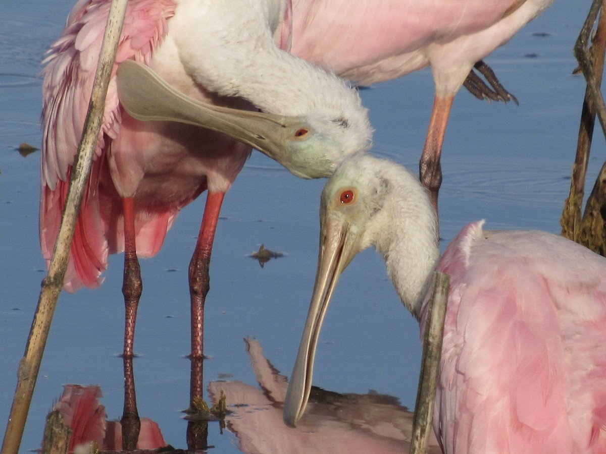 Roseate Spoonbill - ML645898890