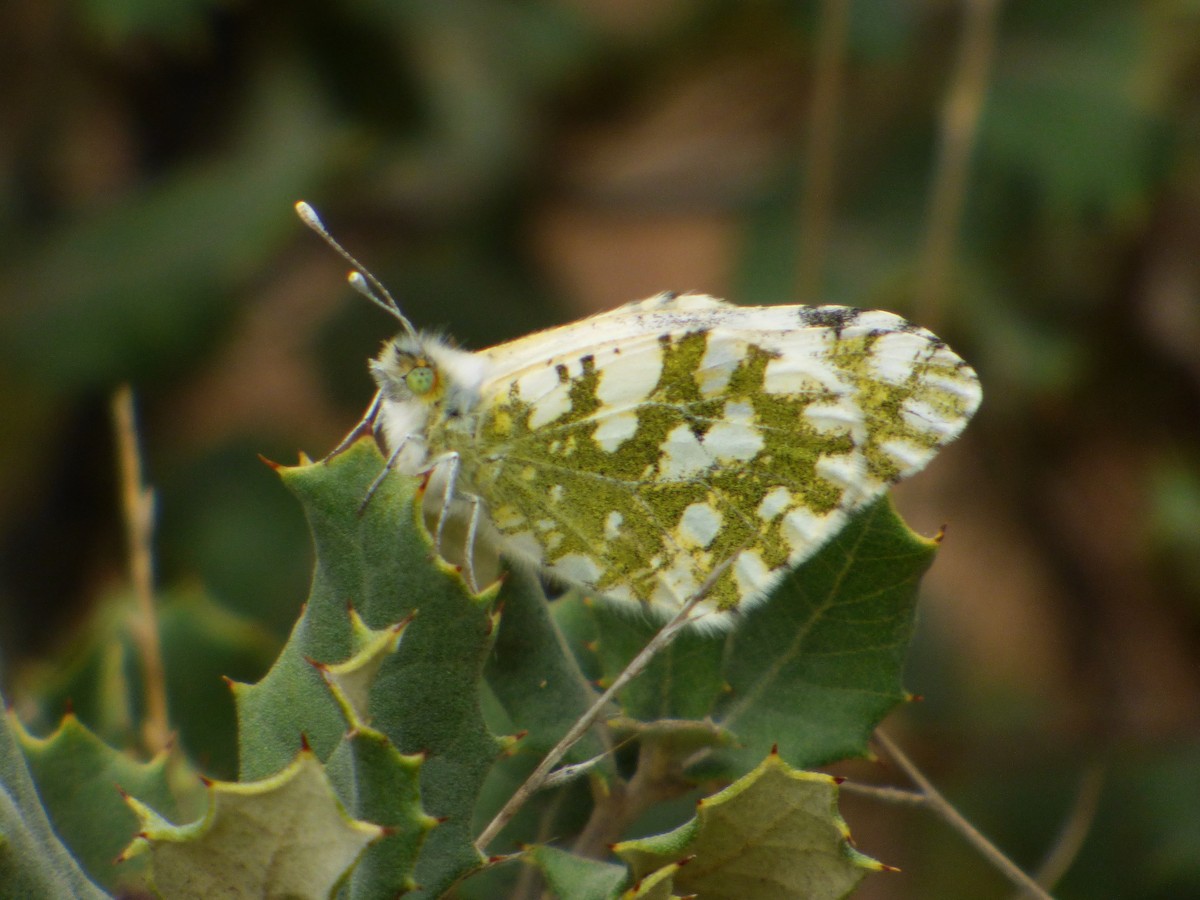 Western Dappled White - ML645898894