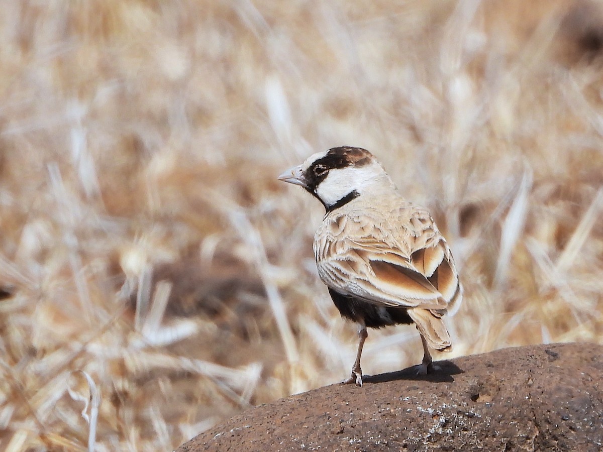 skřivan obojkový - ML645898900