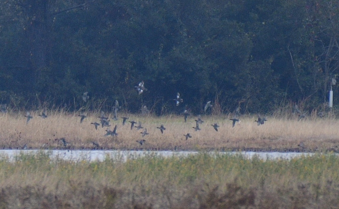 Zertzeta hegalurdina - ML645898902