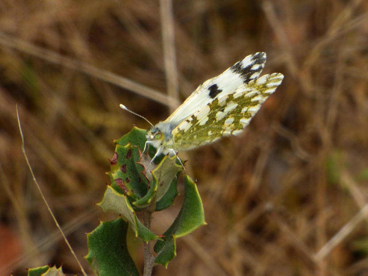 Western Dappled White - ML645898920