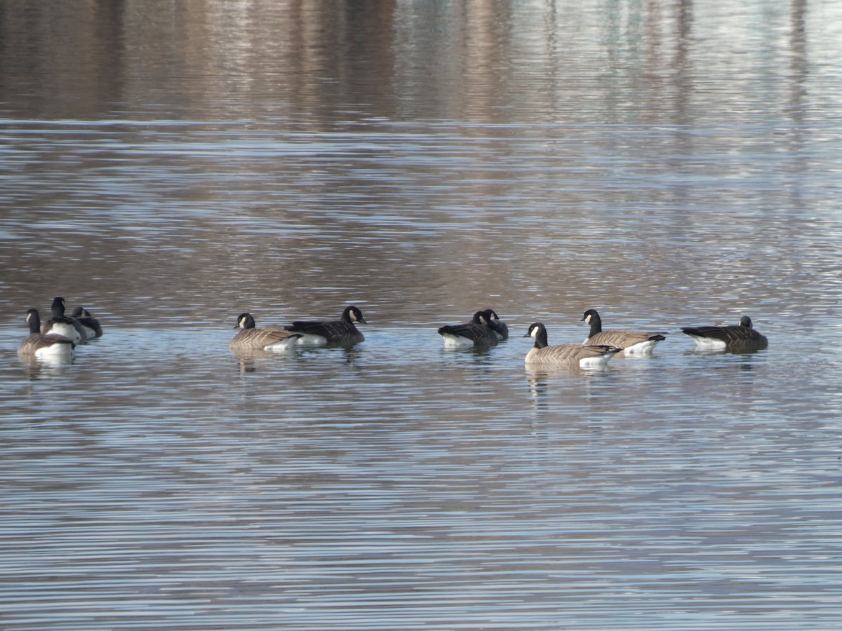 Cackling Goose - ML645898924