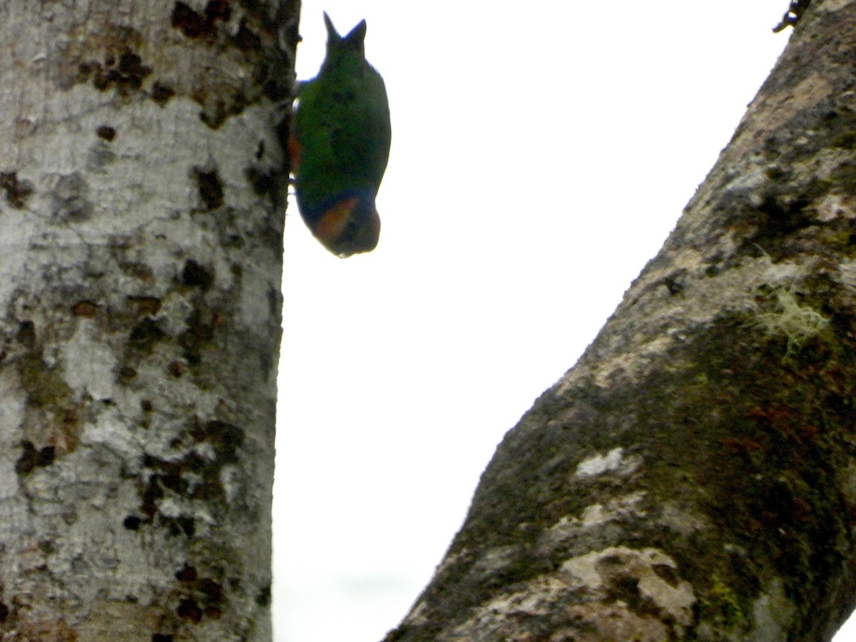 Buff-faced Pygmy-Parrot - ML645898931