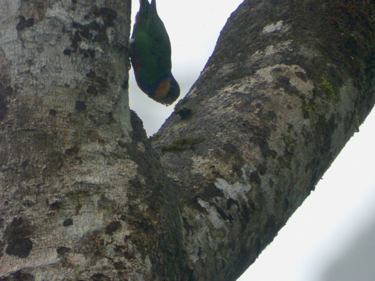Buff-faced Pygmy-Parrot - ML645898932