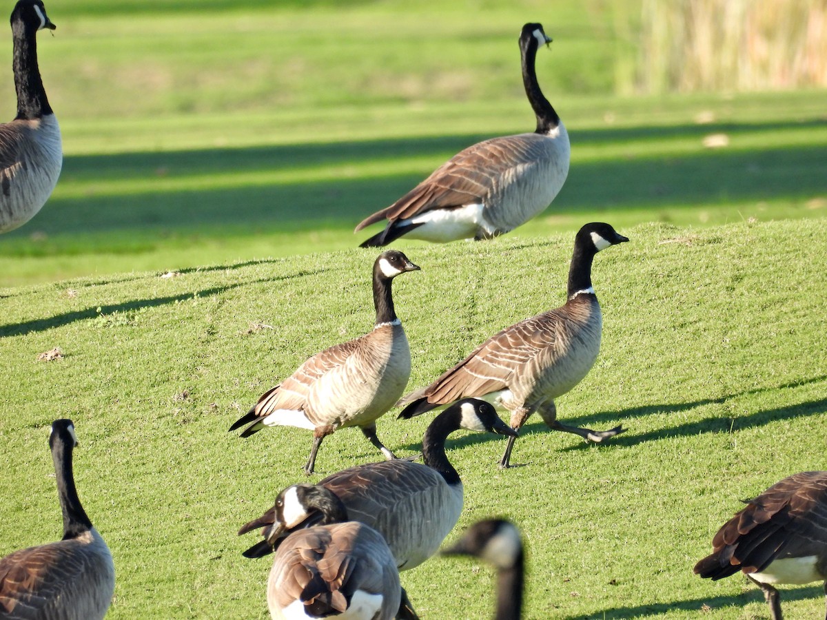 berneška malá - ML645898933